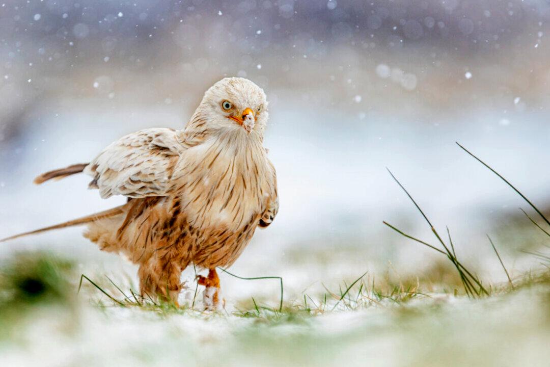 Photos: A Beautiful Rare Leucistic Red Kite Bird Was Spotted Playing in the Snow
