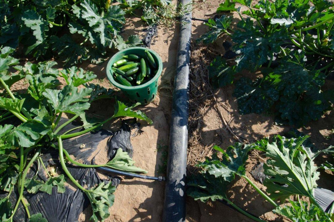 Watering methods for your indoor or outdoor gardens