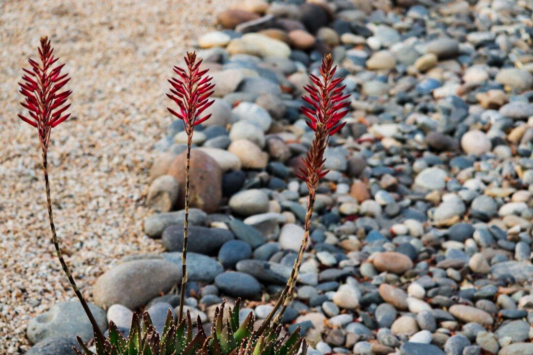 Xeriscaping—a more sustainable gardening solution