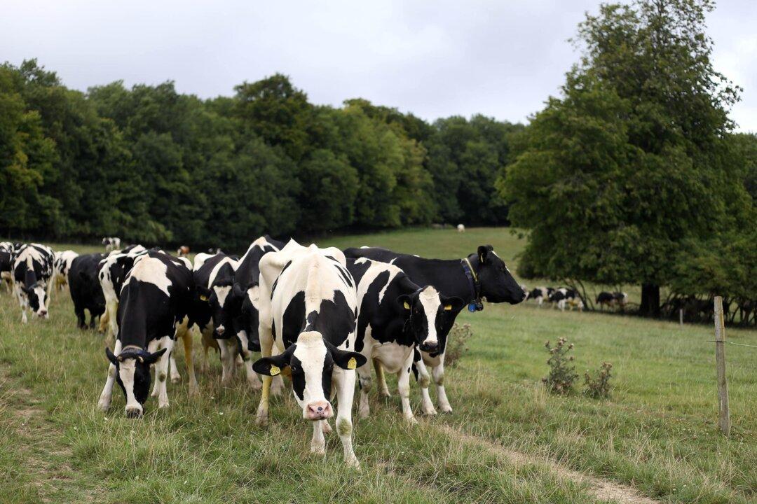 Scottish and Northern Irish Ministers Raise Australia Deal Concerns