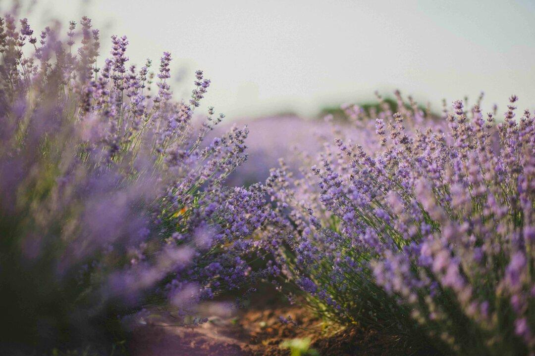 Hearty plants that endure during a drought
