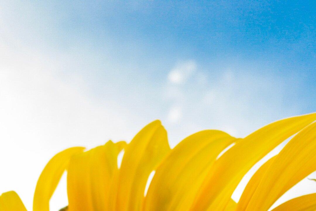 Bee Healthy—Bees Are More Friend Than Foe