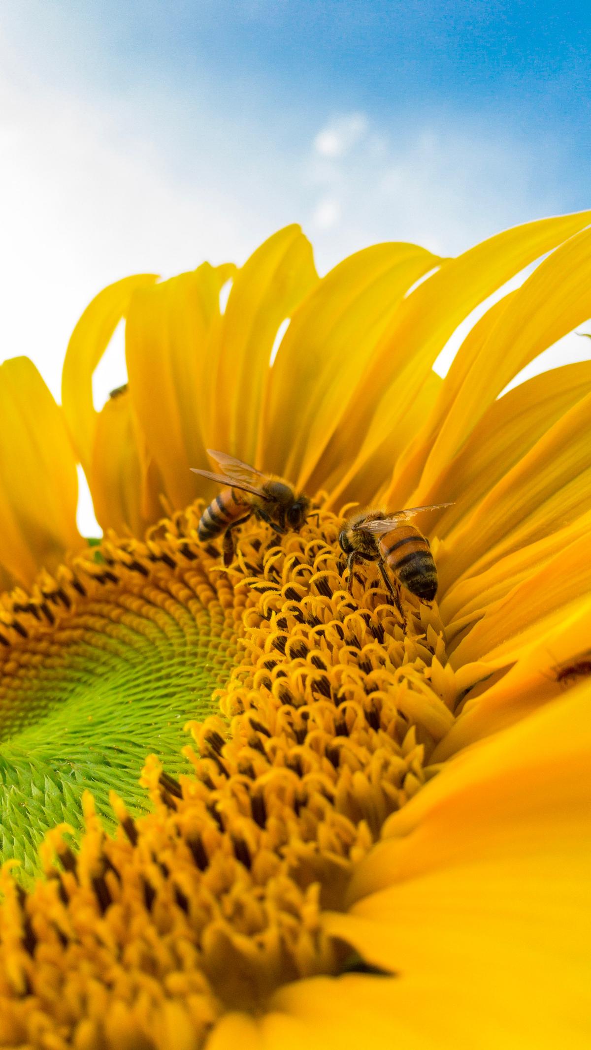 Bee Healthy—Bees Are More Friend Than Foe