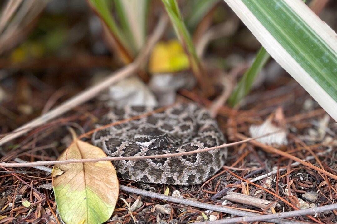 Drought Lures Rattlesnakes Into Residential Areas