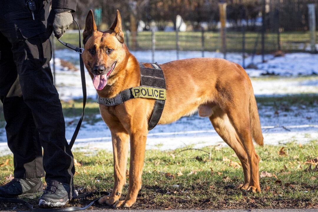 Police Dog Takes Bullet for Fellow Officers, Making Ultimate Sacrifice—Gets Final Farewell