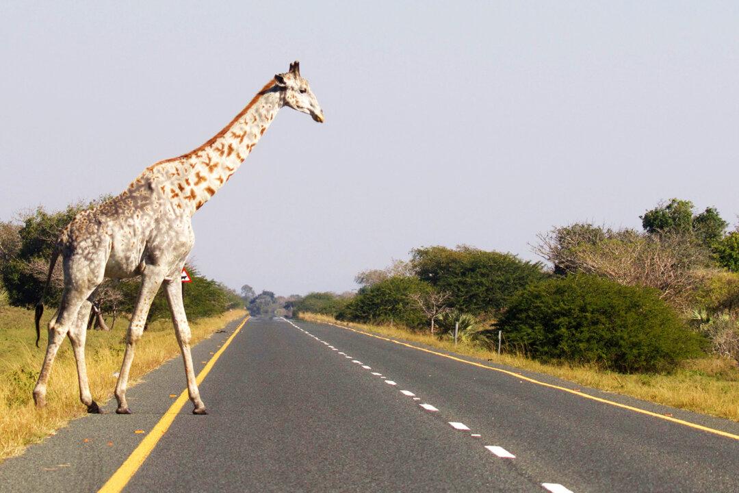 Rare Photos: One of the Last Leucistic Giraffes in the World Caught on Camera