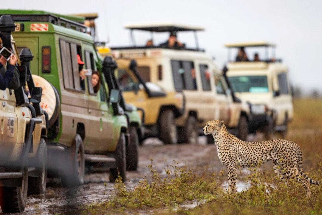 A Majestic Cheetah Appears to Pose for Excited Tourists in Safari Jeeps