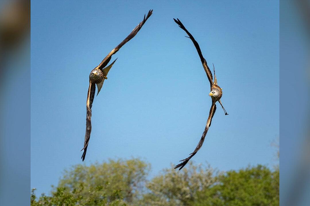 Wildlife Photographer Captures Striking Image of 2 Kites Flying in Perfect Formation in Wales