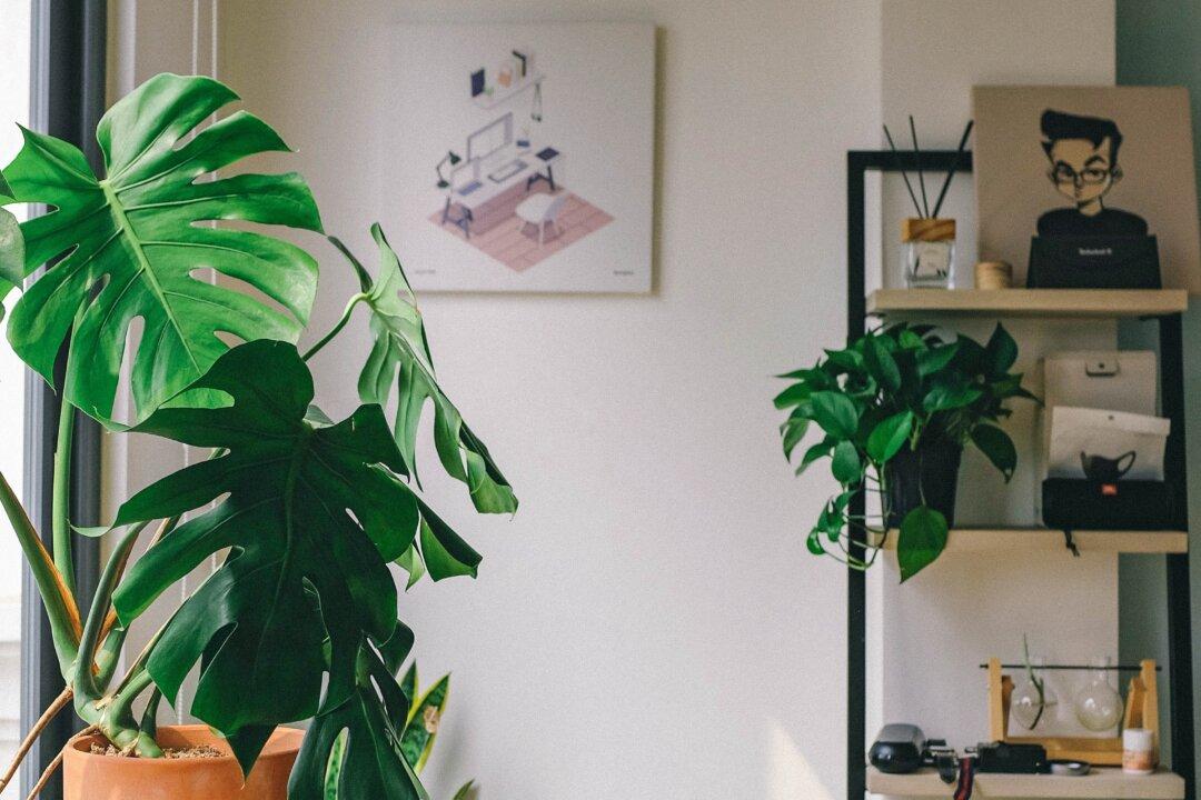 Pretty with Plusses—Indoor plant life proves beneficial in manifold ways