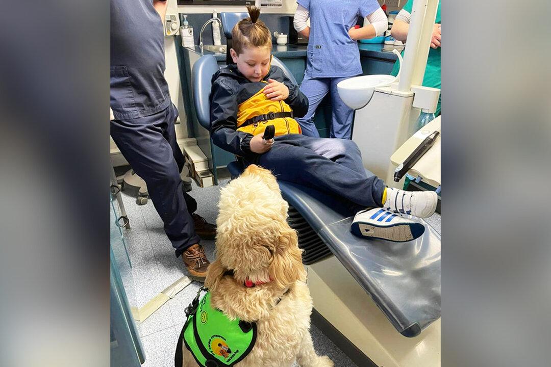 Boy with Autism Afraid of Dentist’s Chair Until Service Dog Gets Her Teeth Checked First