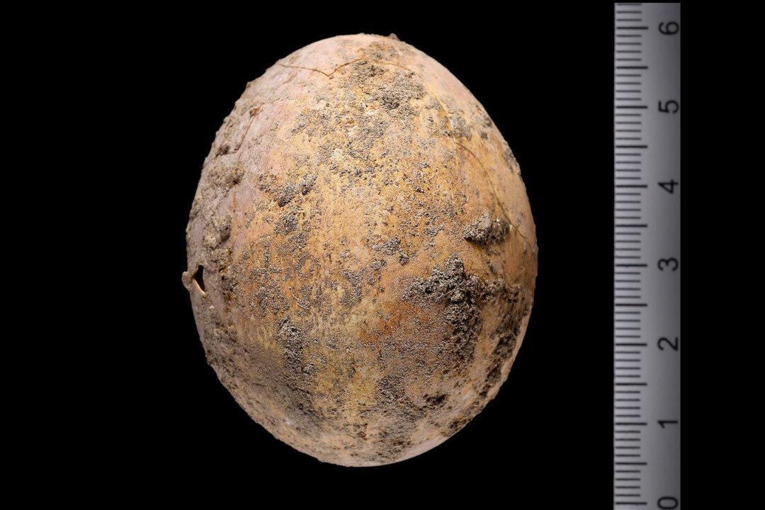 Archeologists Find 1,000-Year-Old Intact Chicken Egg From Byzantine Age in Excavation in Israel