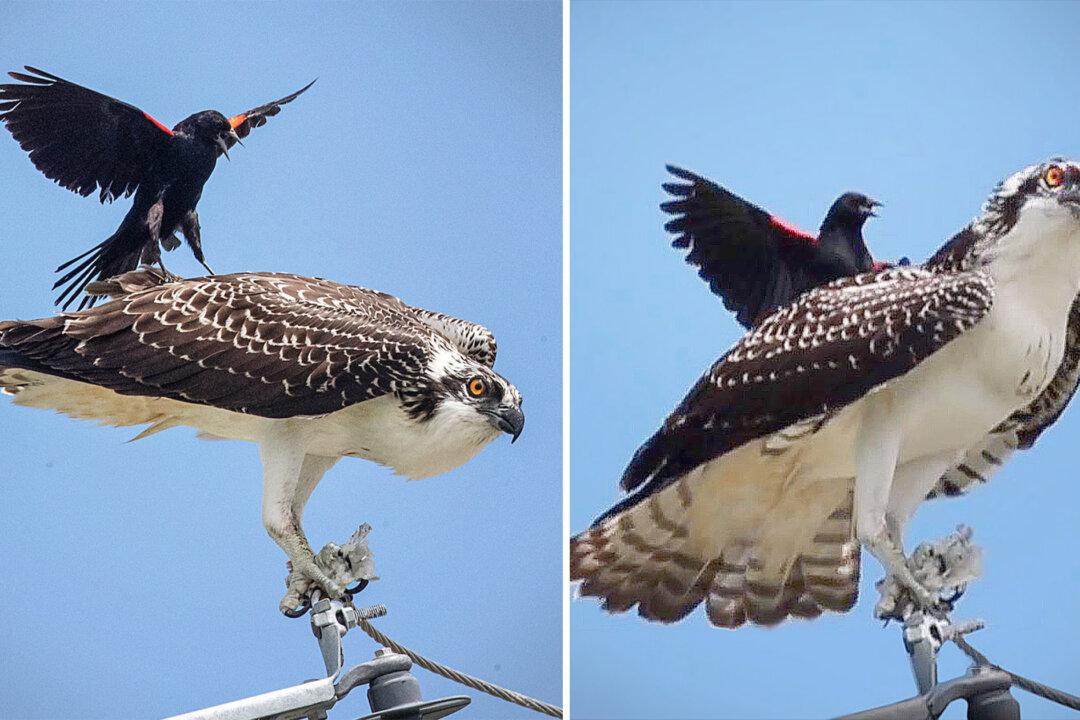 Photographer Spots Little Black Bird Trying to ‘Surf’ on Osprey Just Trying to Eat His Lunch in Peace