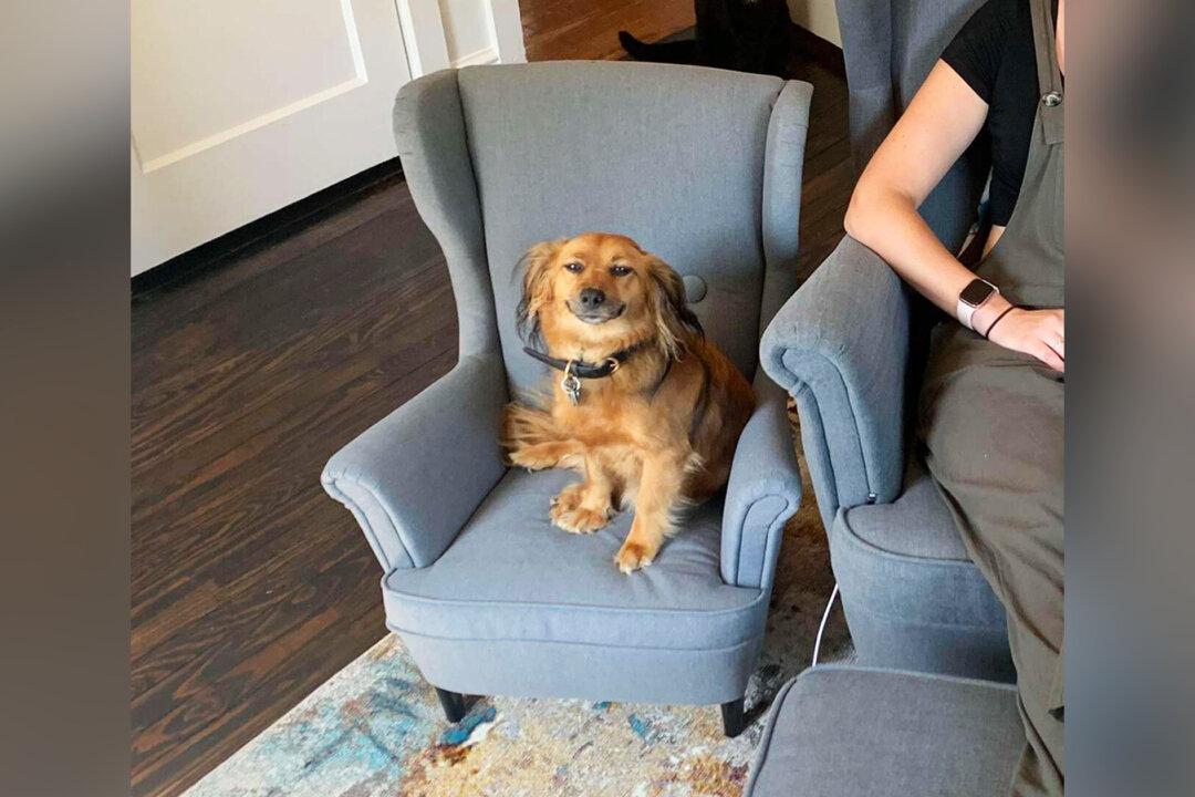 Clingy Dog That Loves ‘Stealing’ Owner’s Work Seat Gets a New Replica Armchair