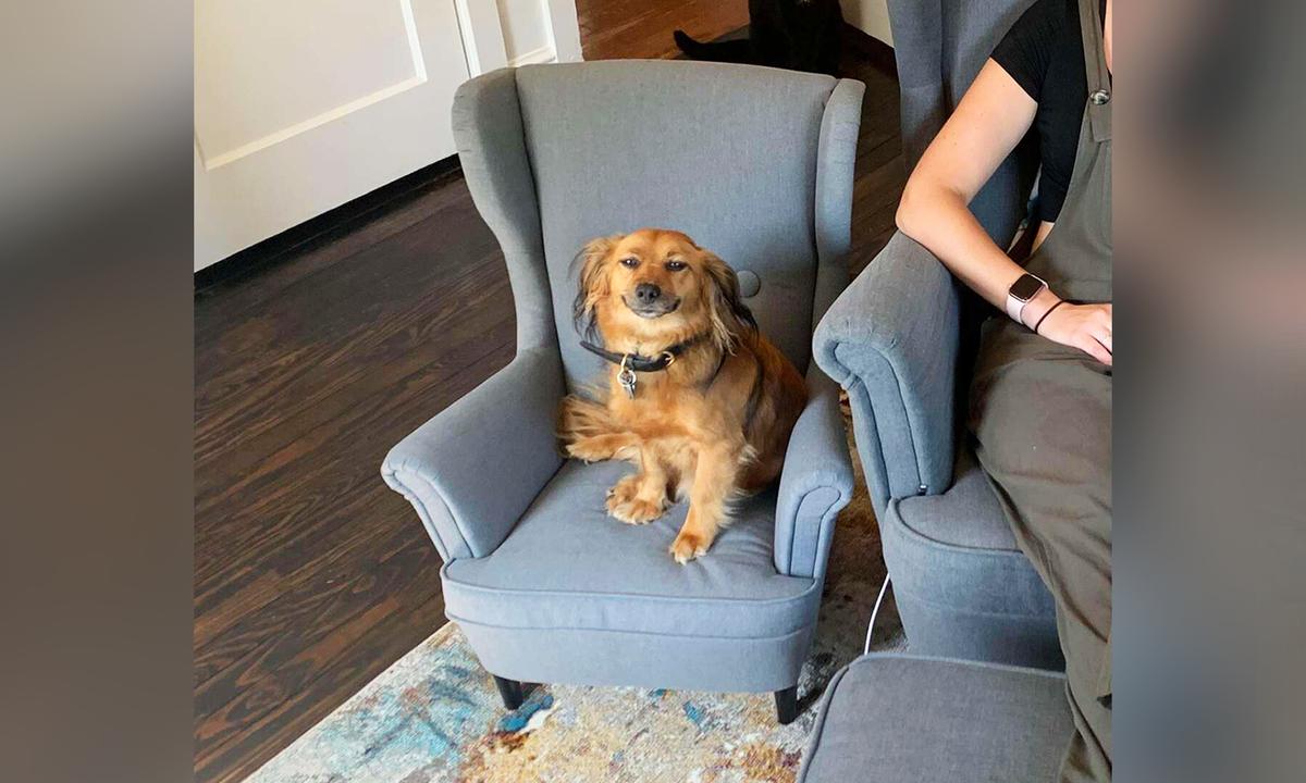 Clingy Dog That Loves ‘Stealing’ Owner’s Work Seat Gets a New Replica Armchair
