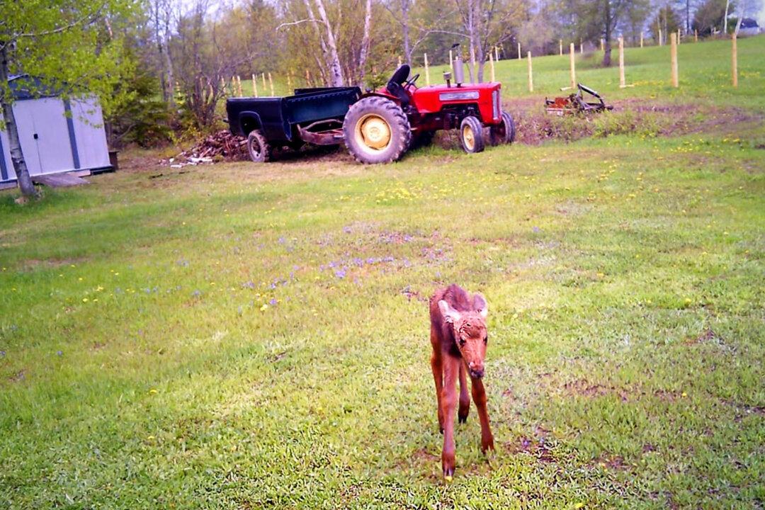 Lost Moose Calf Wanders Into Yard After Mom Spooked by Car; Woman Leads Baby to Adult Moose Who ‘Adopts’ It
