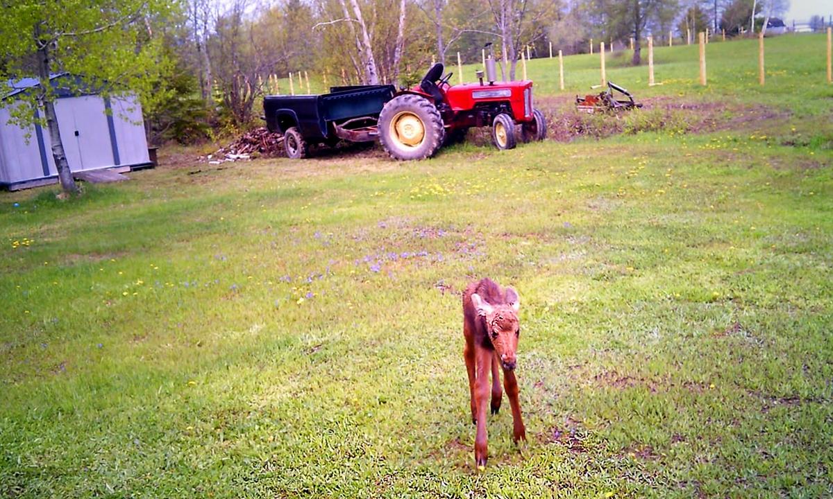 Lost Moose Calf Wanders Into Yard After Mom Spooked by Car; Woman Leads Baby to Adult Moose Who ‘Adopts’ It