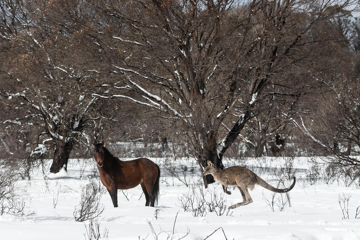 Spate of Mysterious Horse Deaths Sparks Investigation in Southern Australian State