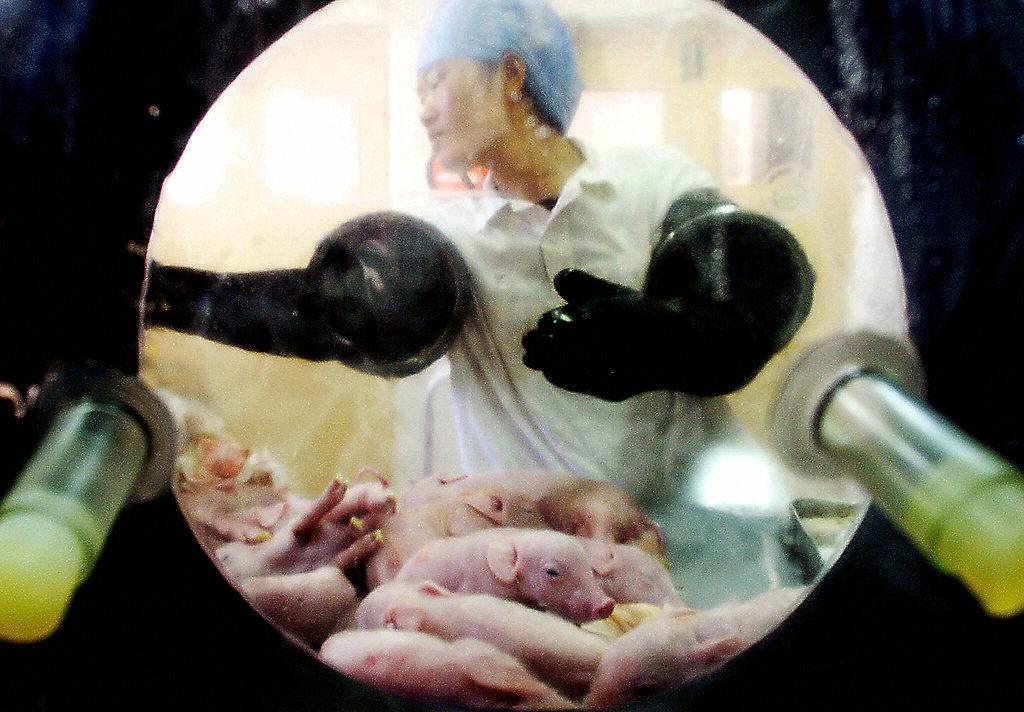 Chinese Scientists Produce Genetically Modified Pigs for Human Transplant