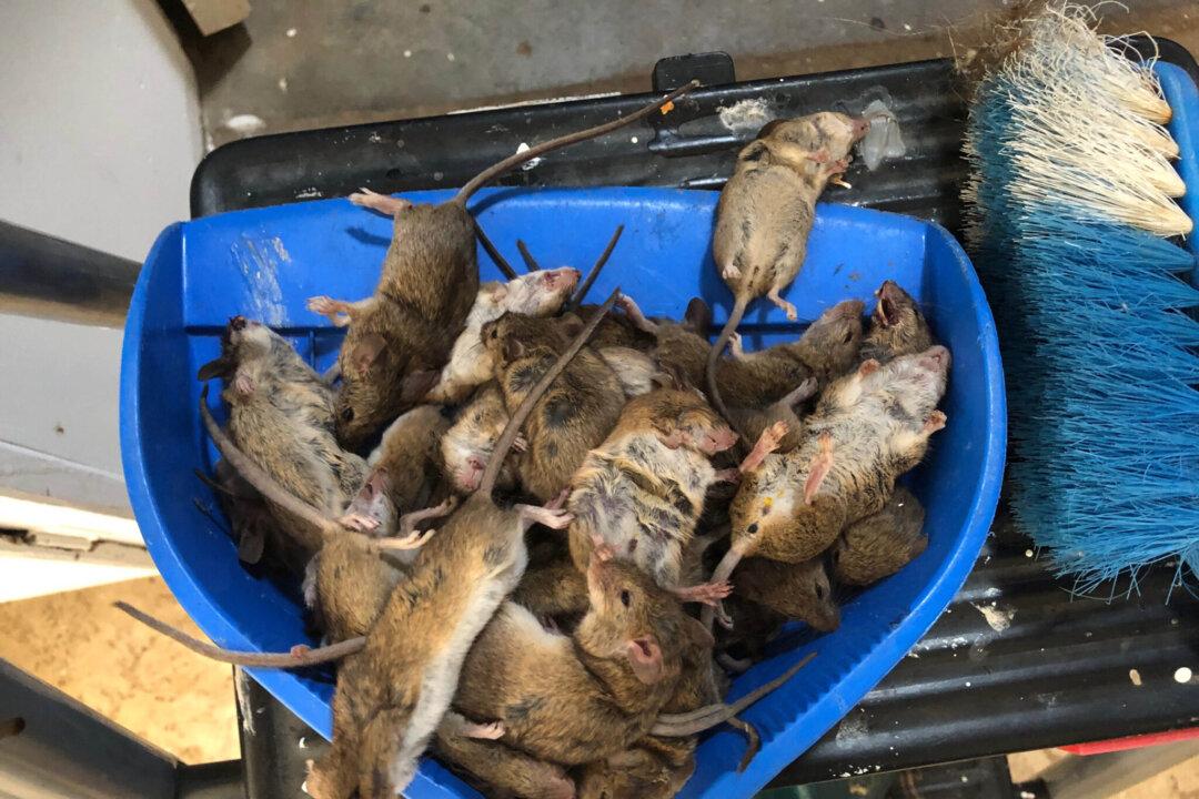 NSW Mouse Plague Rebate Available for Affected Households and Small Businesses