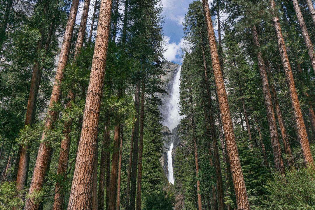 Scenic Sights Assault the Senses at Yosemite National Park