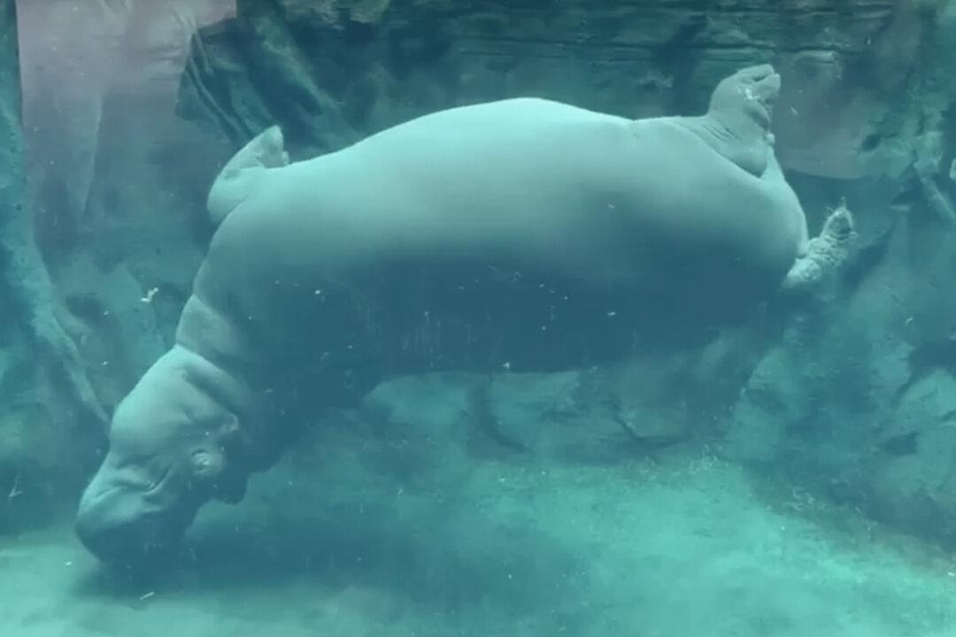Adorable Video Captures Prematurely Born Hippo ‘Fiona’ Practicing Her Water Ballet