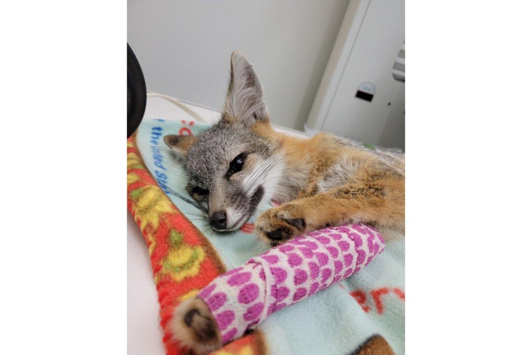 Fourth of July Fireworks Cause Wildlife Mayhem