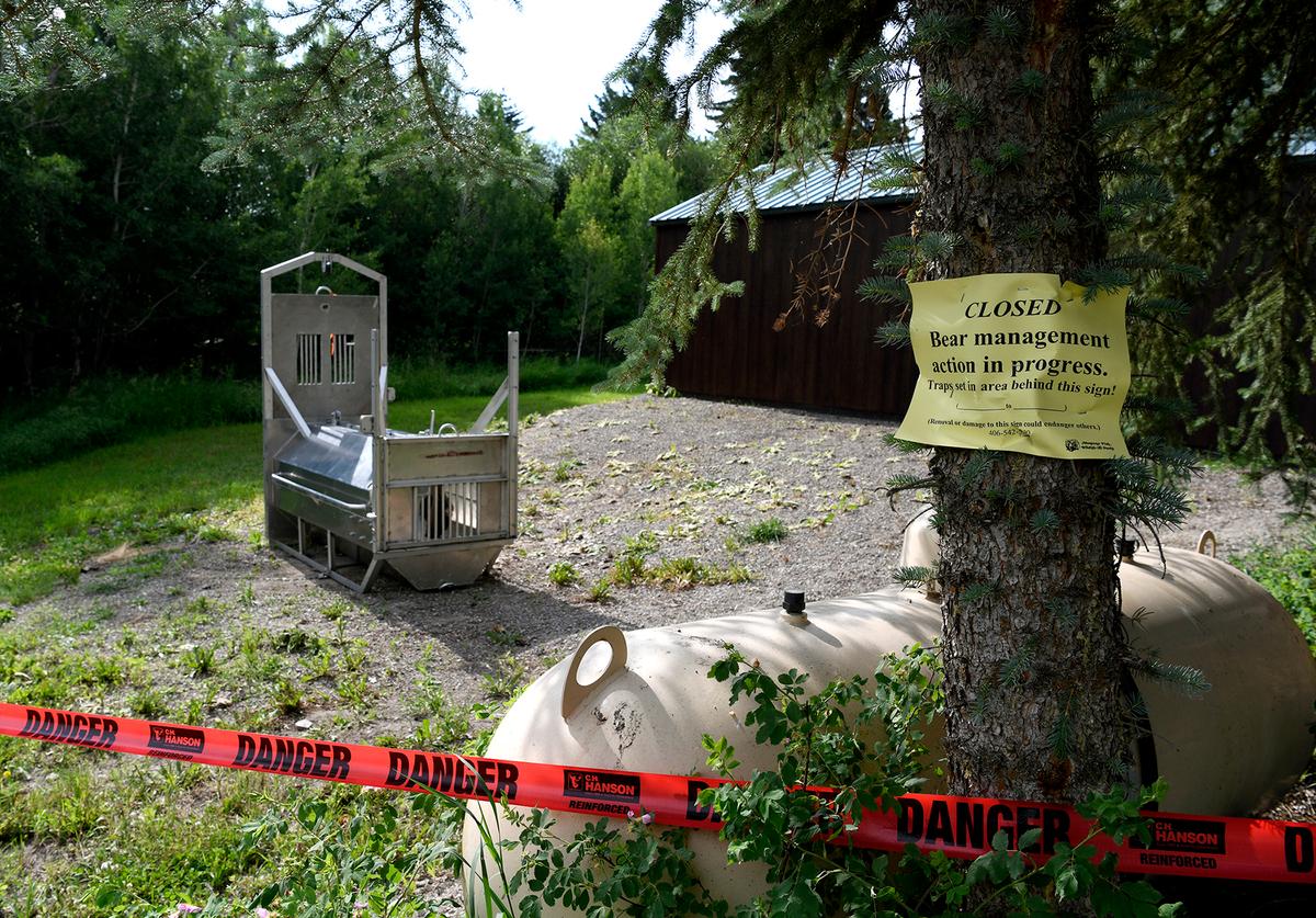 Grizzly Bear Is Fatally Shot After Killing California Woman