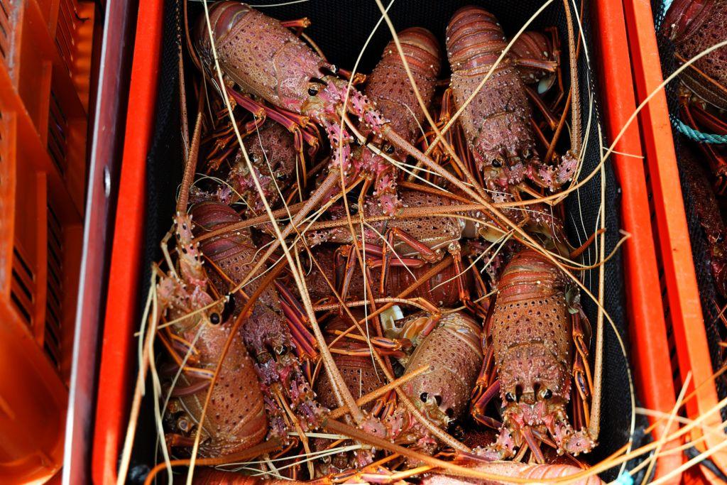 Australian Lobster Bound for India Following Trade Agreement