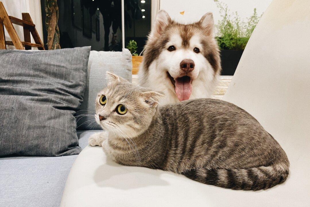Study Finds Dogs Are Better Than Cats at Preventing Loneliness in Lockdowns