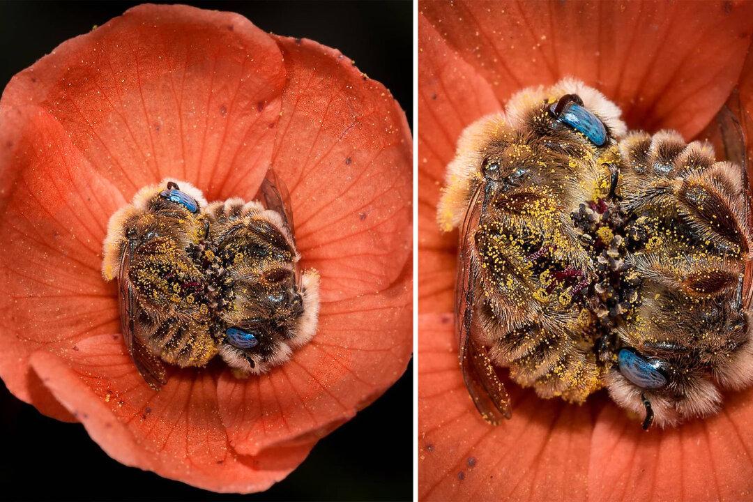 Photographer Captures Stunning Blue-Eyed Bees Sleeping in Orange Arizona Desert Flowers at Night