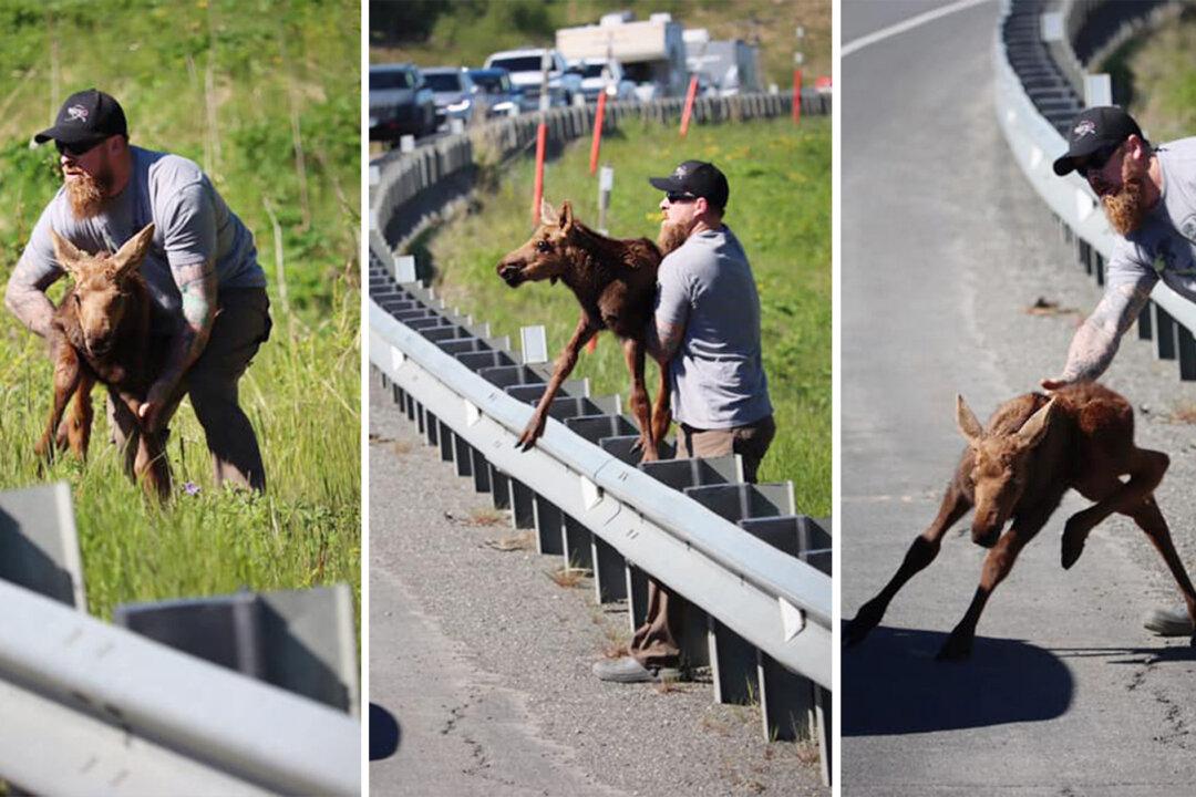Alaskan Motorist Spots Baby Moose Unable to Cross Guardrail to Reunite With Mom, Lends a Hand