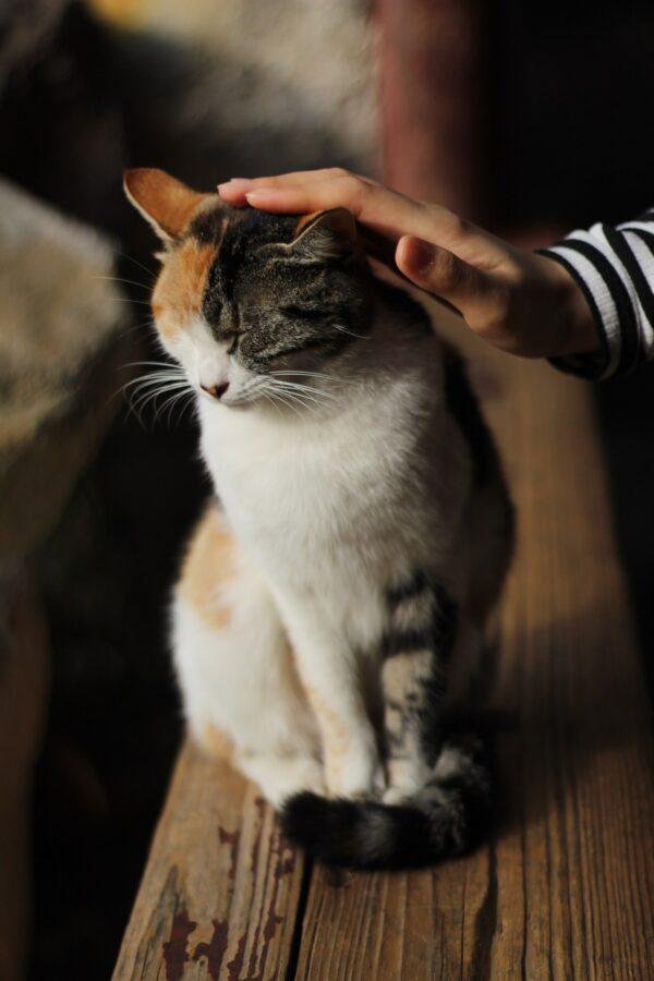 Cats are solitary and independent creatures. (Marta Markes/Unsplash)