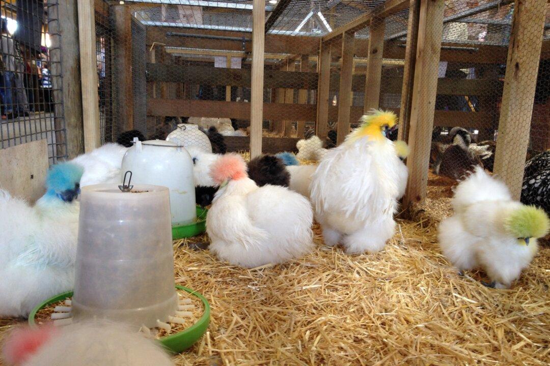 Bird Flu Outbreak Sparks Mass Cull of Farmed Chickens