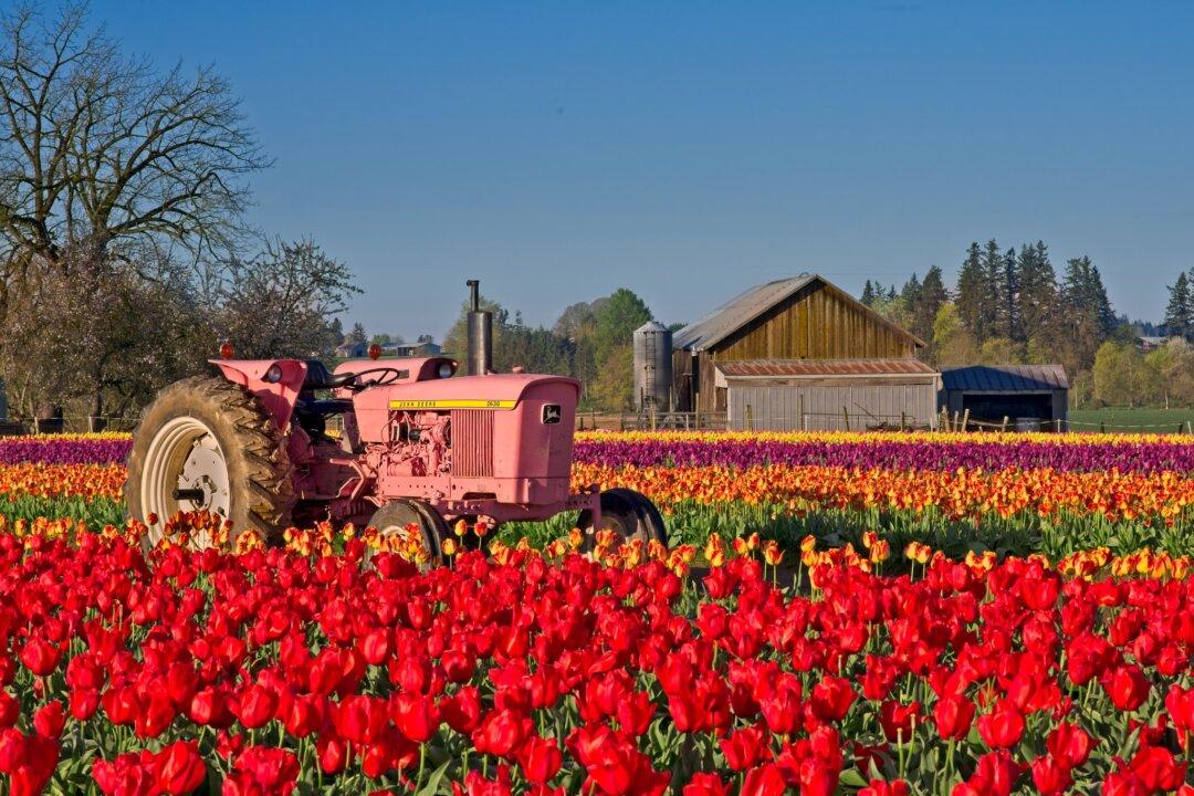 How to earn money and travel by working on farms