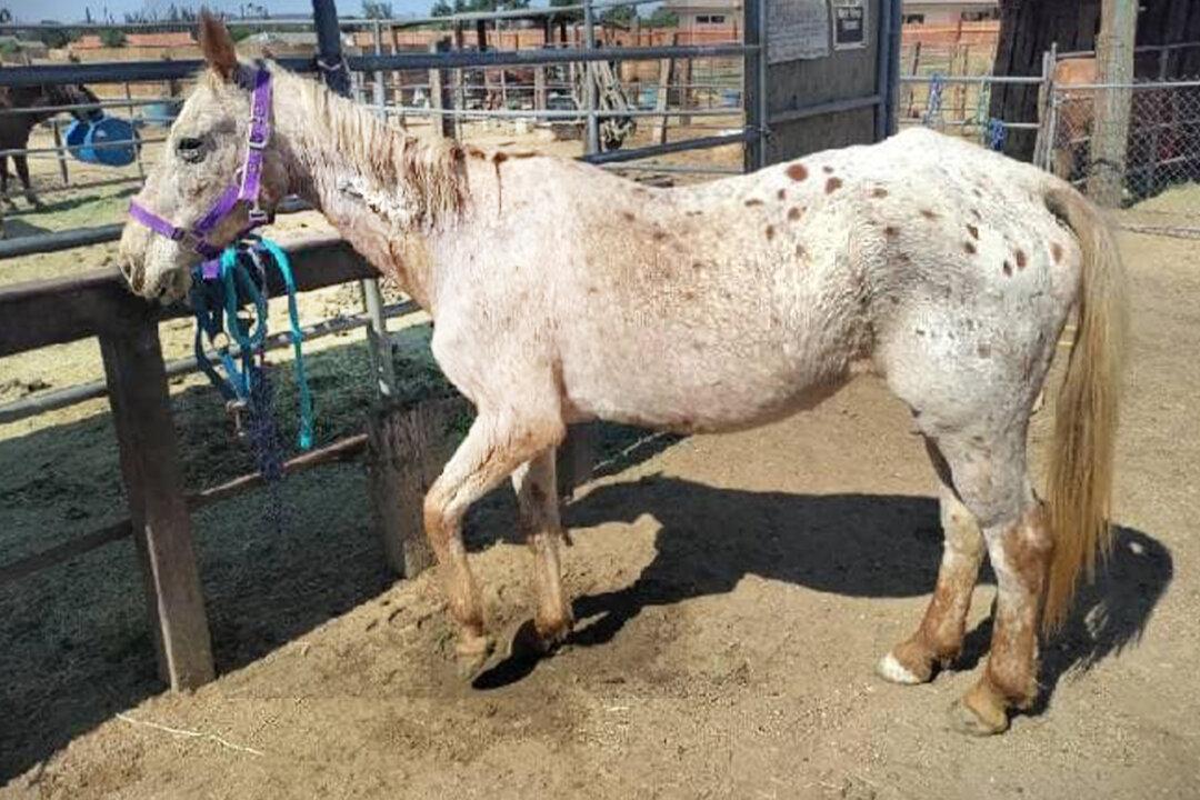 Abandoned Blind Horse Found Near Death in SoCal, Saved by Animal Services, Now ‘Spunky,’ ‘Sweet’ Girl