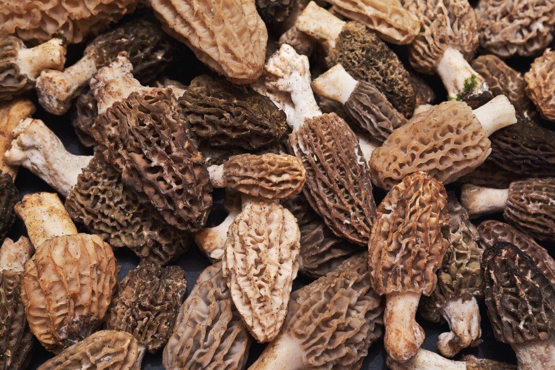 The Morels Have Stories
