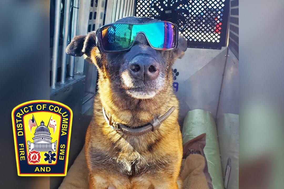 Rescue K9 Locates Man Trapped Under Rubble After Building Collapse in Washington DC, Leads Rescuers to Him