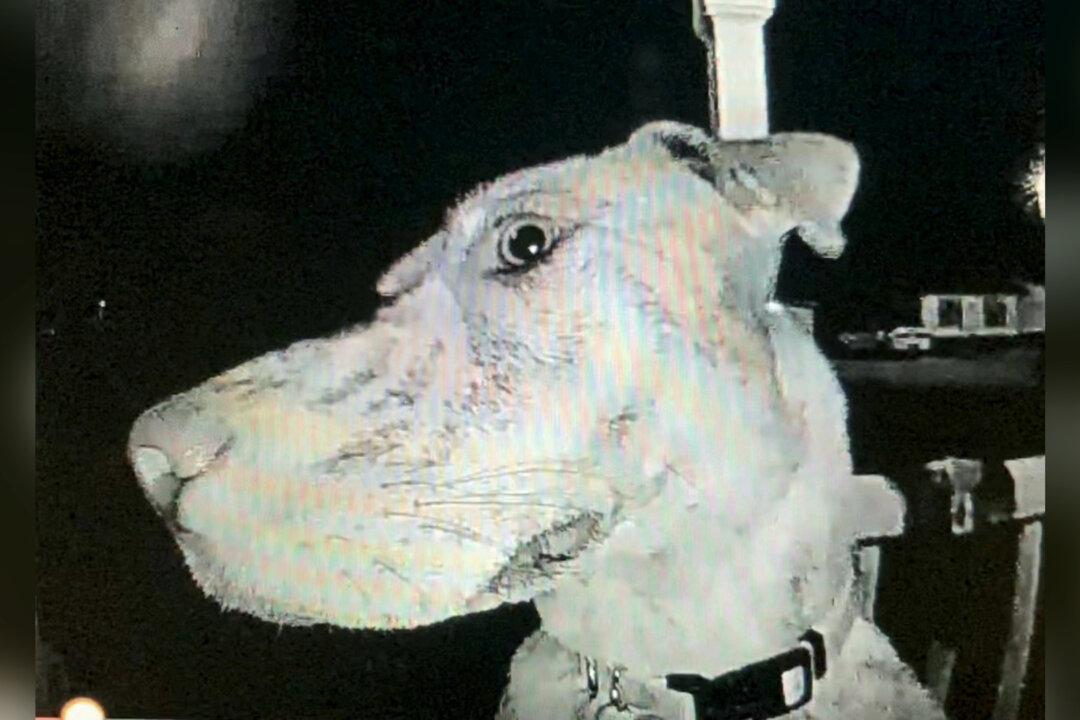 Runaway Dog Rings Doorbell at 3am and Peeps Into the Camera After Returning Home