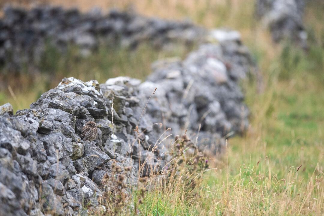 Can You Spot the Owl Perfectly Camouflaged in Its Natural Environment?