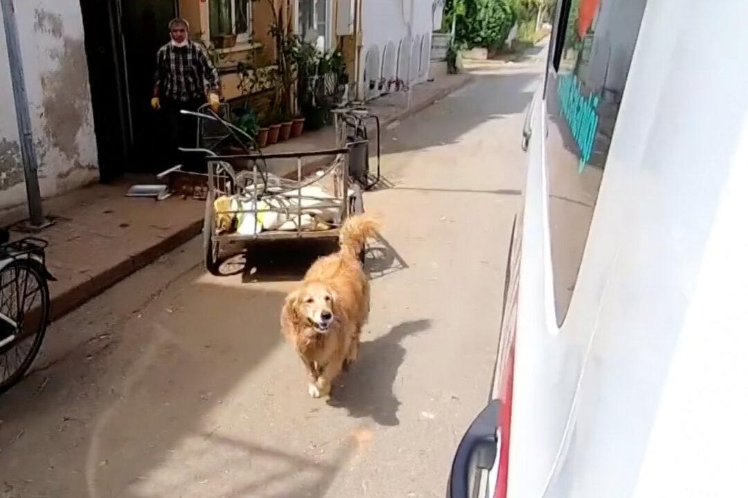 Touching Video Shows Loyal Dog Running Behind Ambulance Taking Owner to Hospital