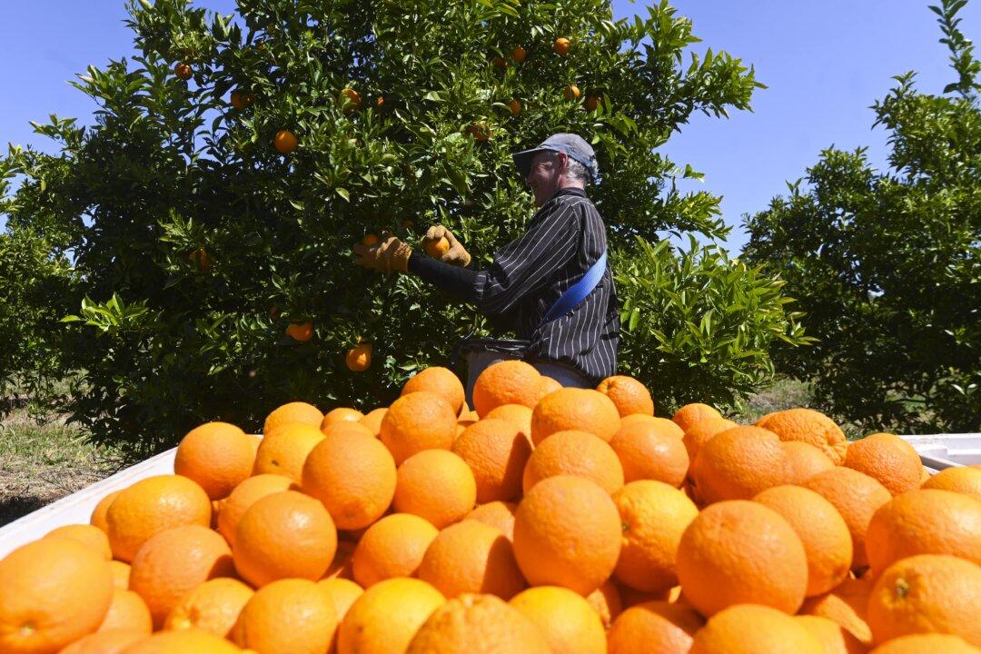 Australian Union Wants Guaranteed Minimum Wage for Fruit Pickers