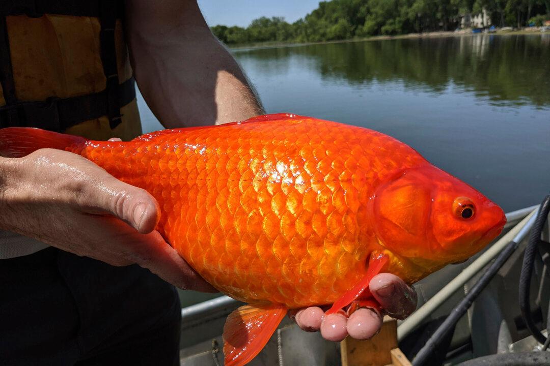 Unwanted Pets: Giant Goldfish Turn up in Minnesota Waterways