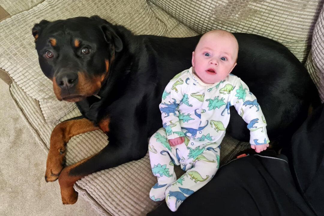 Mom Says Her Little Baby Son and Big Rottweiler Have the Cutest, ‘Paw’-Fect Bond