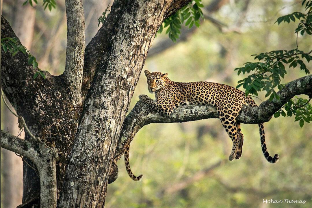 Can You Spot the Mischievous Leopard Cub Perfectly Camouflaged in a Tree With Its Mom?