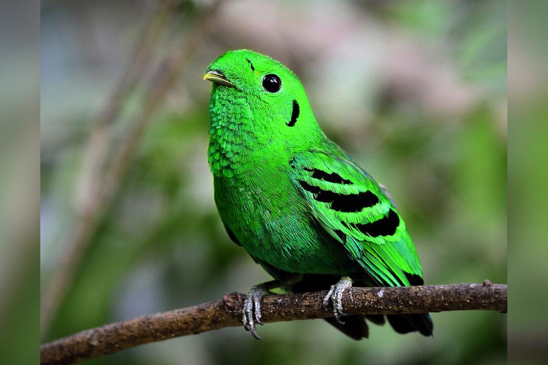 Birdwatchers Spot Rare Green Broadbill Bird Declared ‘Extinct’ 70 Years Ago in Singapore