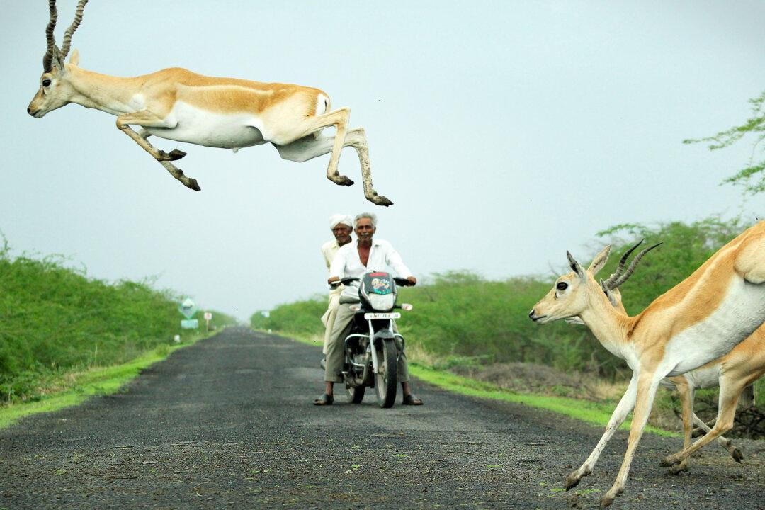 Photographer Snaps Antelope Appearing to Leap Over Motorcyclist as Herd Impressively Crosses Road