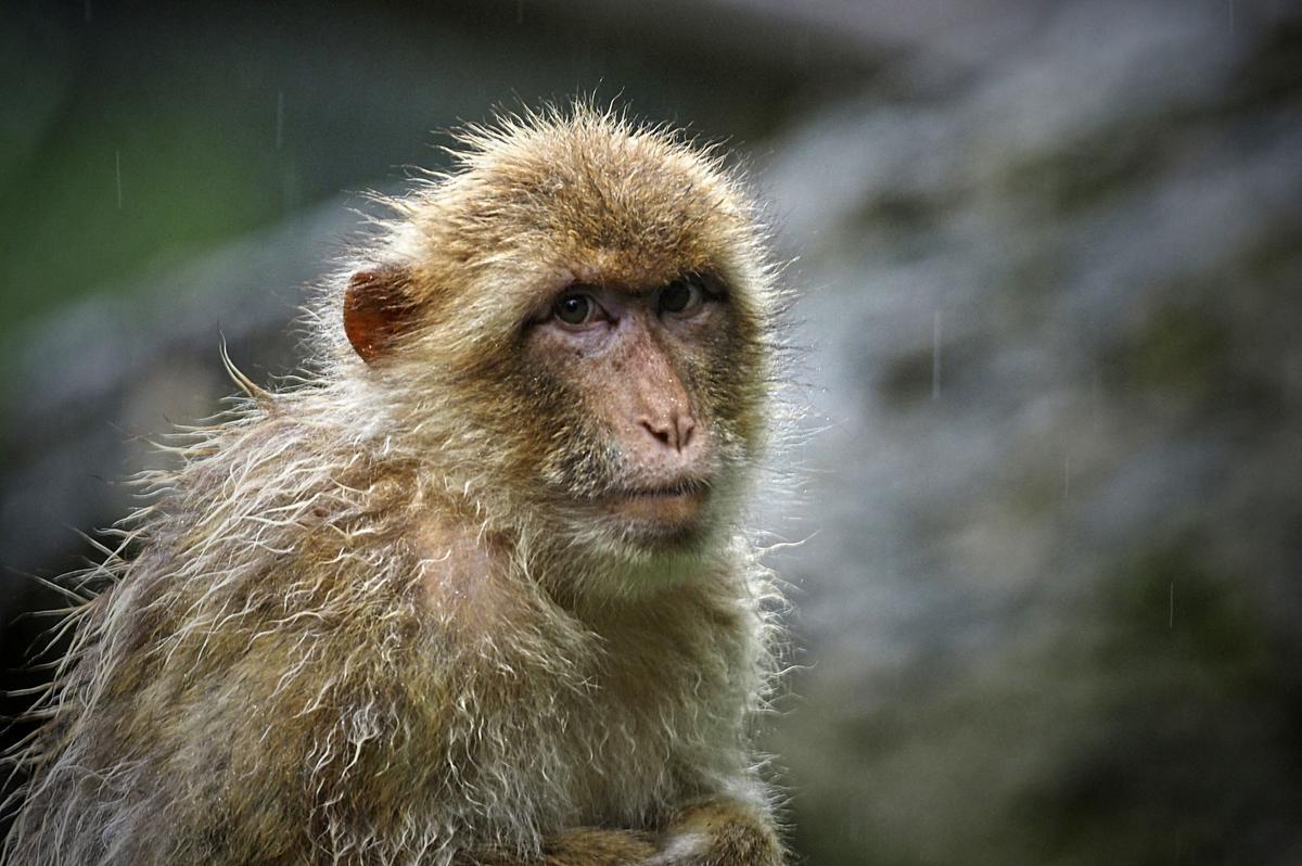 Beijing Vet Dies of Monkey B Virus, Which Has 70 to 80 Percent Fatality Rate