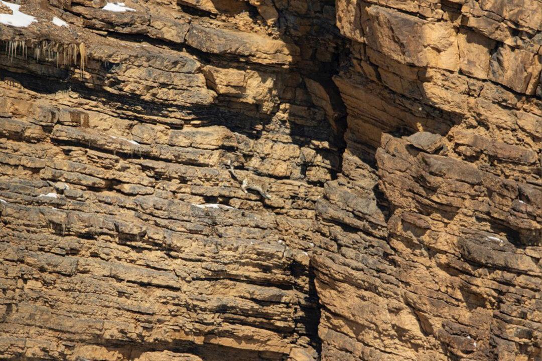 ‘Art of Camouflage’: Can You Spot the Snow Leopard Hidden on This ‘Barren’ Rocky Cliff Face?