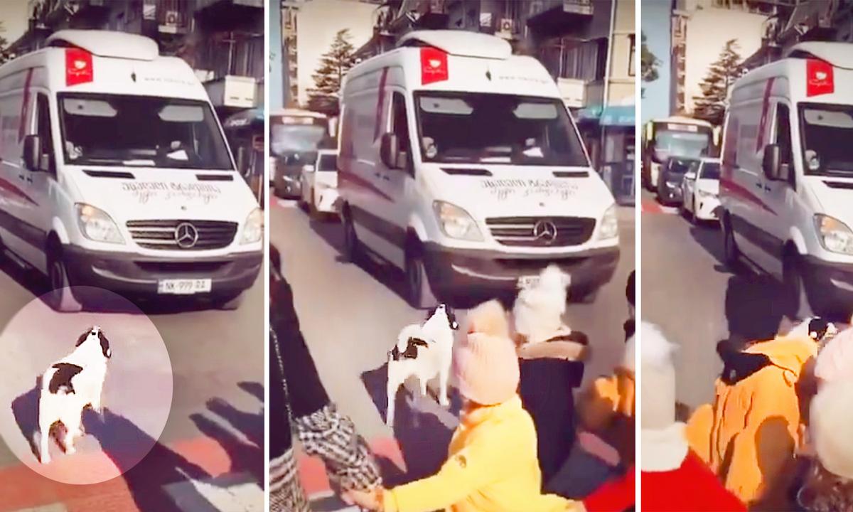 NEW VIDEOS: Crosswalk Patrol Dog That Helps Schoolkids Cross the Street in Georgia Is Still at It