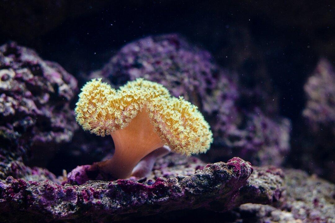 UNESCO’s Great Barrier Reef ‘In Danger’ Listing Part of CCP’s Ruthless Campaign Against Australia: MP